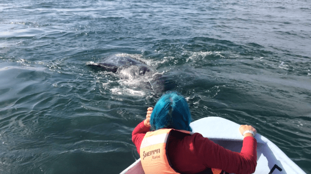 Screen Shot 2018-06-19 at 1.31.06 PM